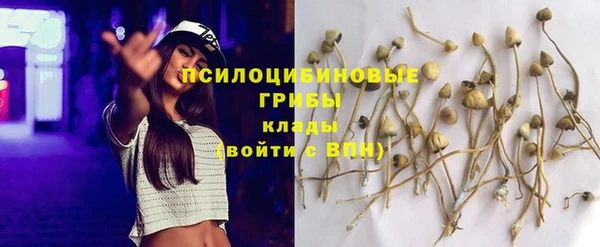 крисы Магас